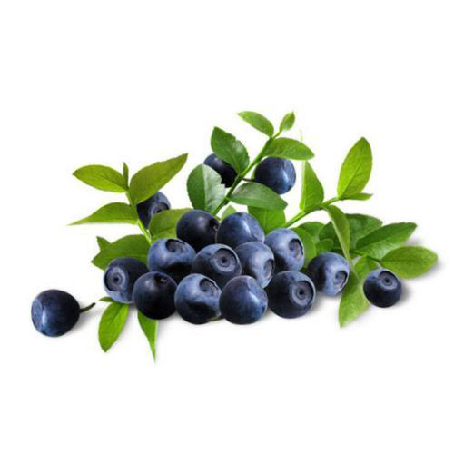 Bilberry Extract