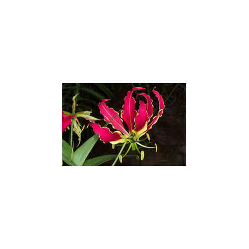 Gloriosa Superba