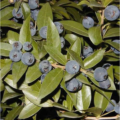 Linn Myrtle Habbulas