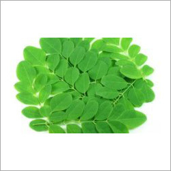 Moringa Leaves