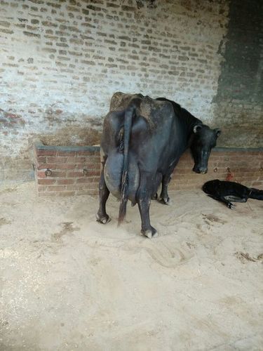 Pure Murrah Buffalo Pure Murrah Buffalo