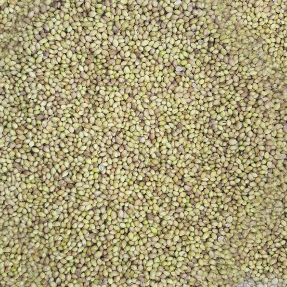 Dhania Seeds