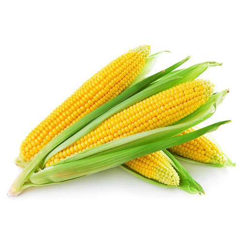 Sweet Corn