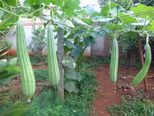 Ridge Gourd