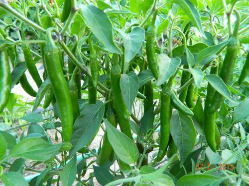 Green Chilli