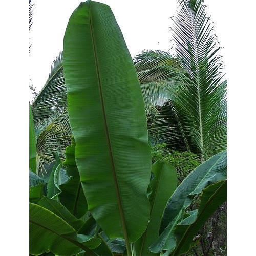 Fresh Banana Leaves
