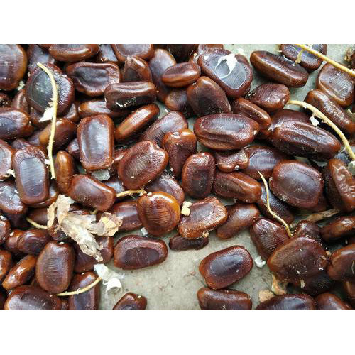 Tamarind Seed