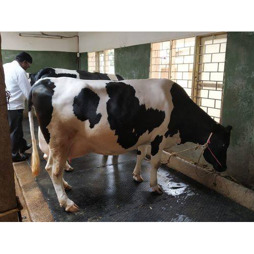 Black HF Cow