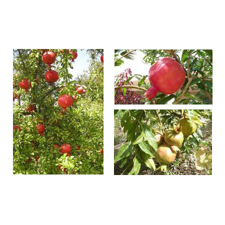 Fresh Pomegranate