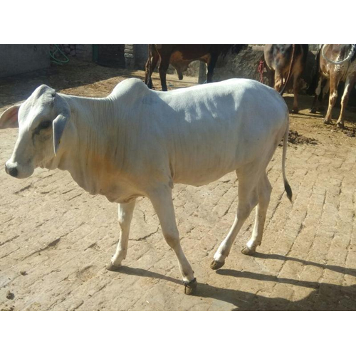 Cow Cow