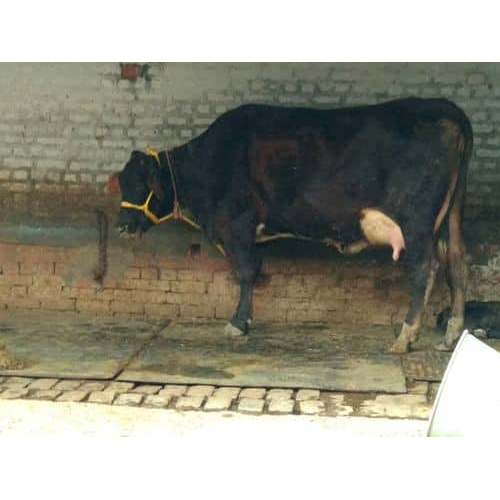Black Hf Cow
