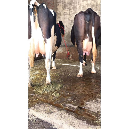 Holstein Breed Cow