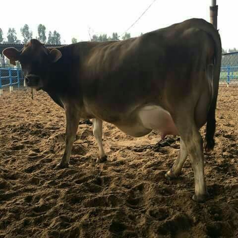 Jersey Cattle Cow Jersey Cattle Cow