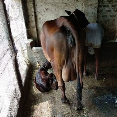 Jersey Crossbreed Cow Jersey Crossbreed Cow