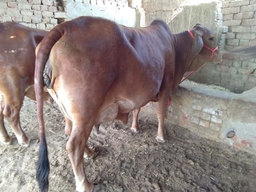 Original Sahiwal Cow Original Sahiwal Cow