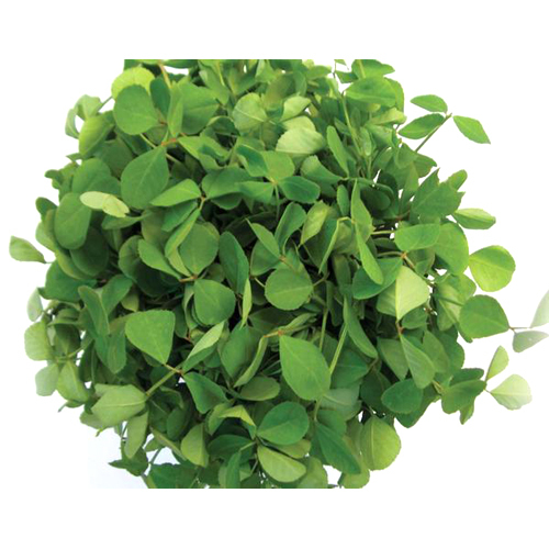 Methi Leaves Methi Leaves
