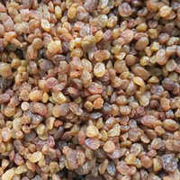 Malayeri Raisins