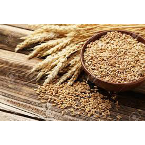 Organic Wheat Grains
