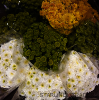 Blue Indian Fresh Cut Chrysanthemum Flower
