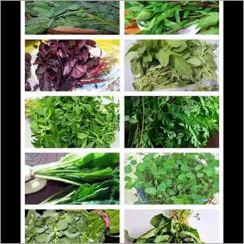 Fresh Green Spinach