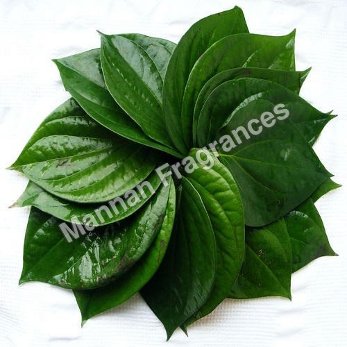 Betel Leaf Oil By Mannan Fragrances