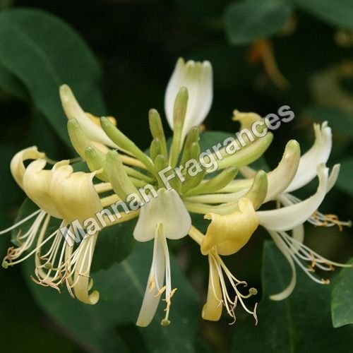 Honeysuckle Oil