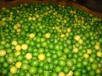 Fresh Green Lemon - Organic Round Fruit, Frozen Style, Sour Taste, Low in Calories, Rich in Vitamins C & K