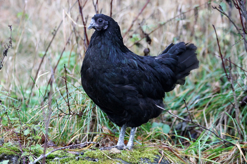 Kadaknath Livestock Hen