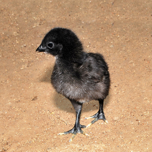 Kadaknath Chick