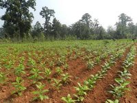 Sarpagandha Medicinal Plants - High-quality Rauwolfia Serpentina, 1st Grade Herbaceous Shrub, Shelf Life Of 5 Days In Jute Bags | Ideal For Cultivation & Ayurvedic Usage