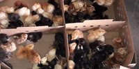Dp Gavron Chicks
