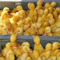 White Pekin Ducks