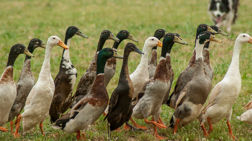 Multi Colours Indian Ducks