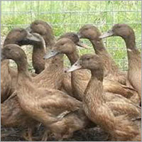 Pekin Ducklings Pekin Ducklings