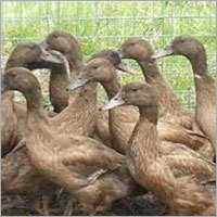 Khaki Champable Ducklings