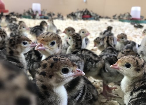 Turkey Chicks Grade: 1 St