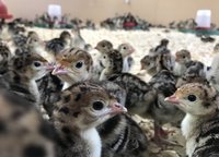 turkey chicks