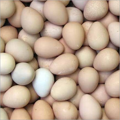 Guinea Fowl Hatching Eggs