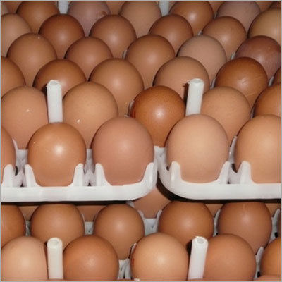 Broiler hatching eggs