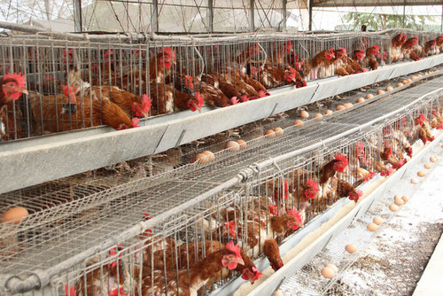 Brown Chicks Brown Chicks