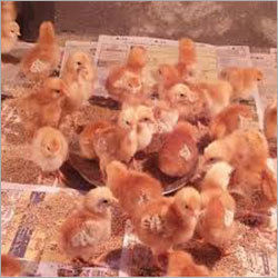 Chicken Vanaraja Brown Chicks