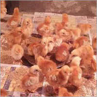 Vanaraja Brown Chicks