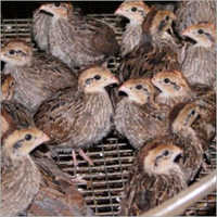 Quails Chicks