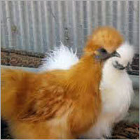Poultry Farm Hens