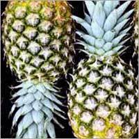 Pineapple Shelf Life: 4-5 Days