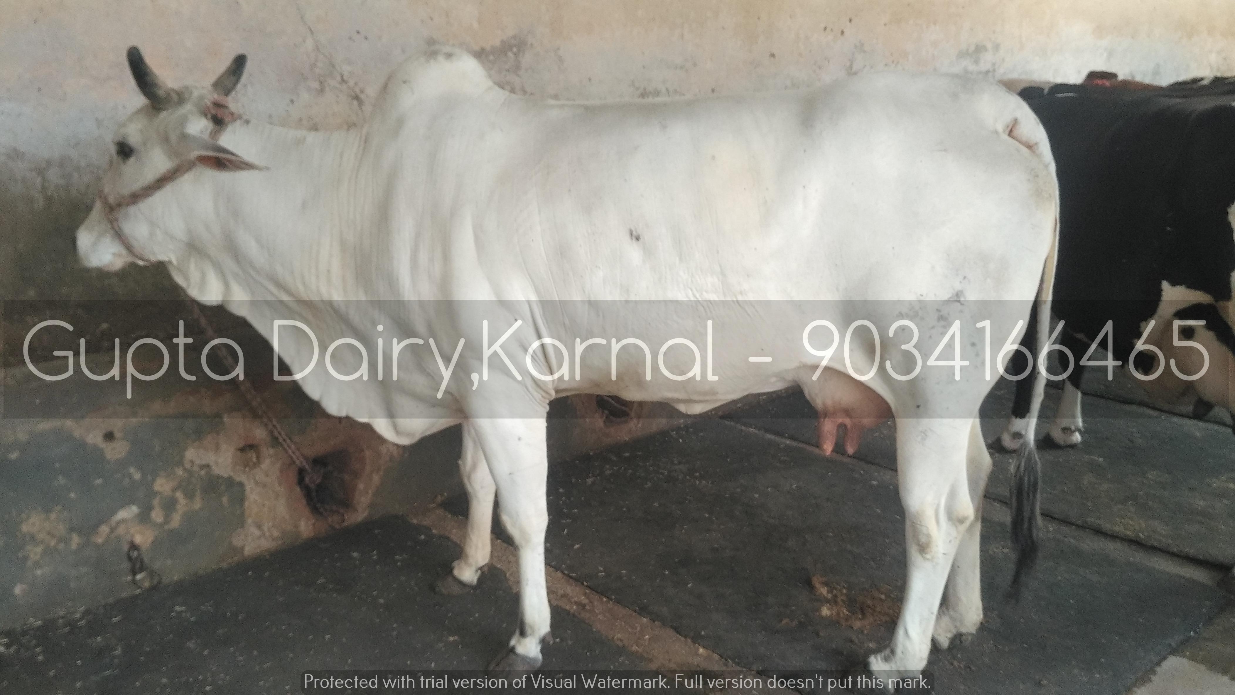 Hariana Cow