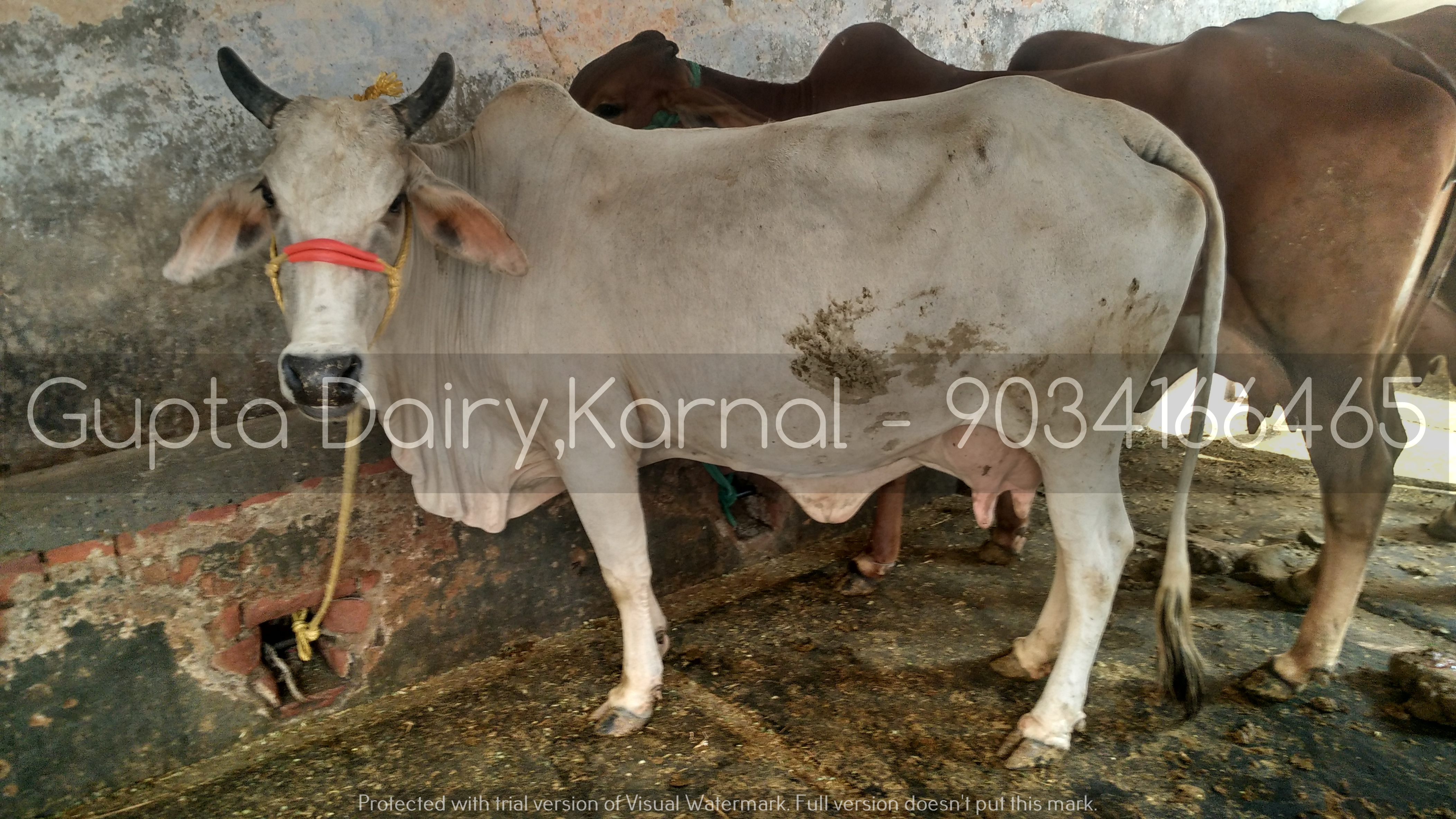 Hariana Cow