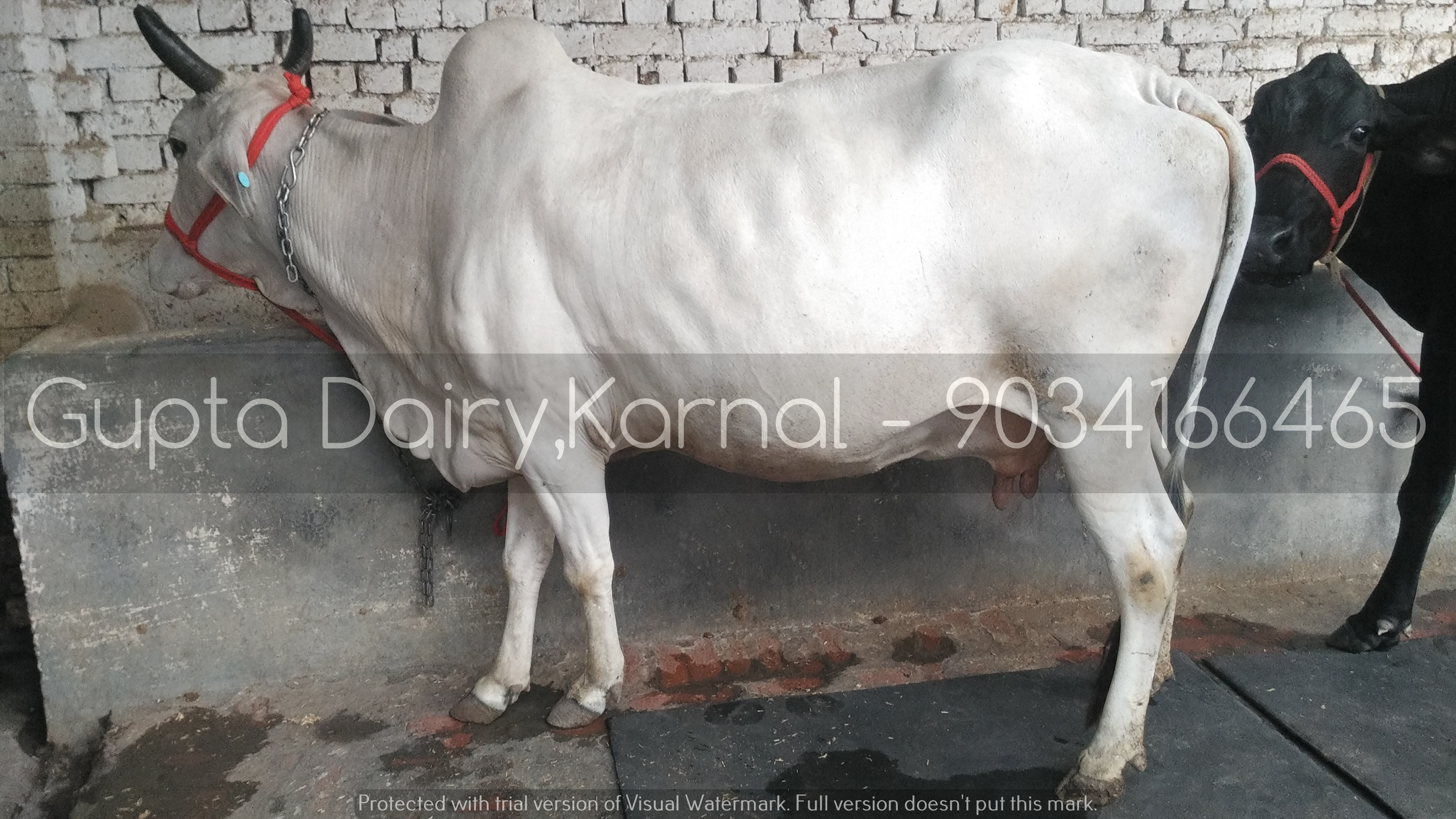 Hariana Cow