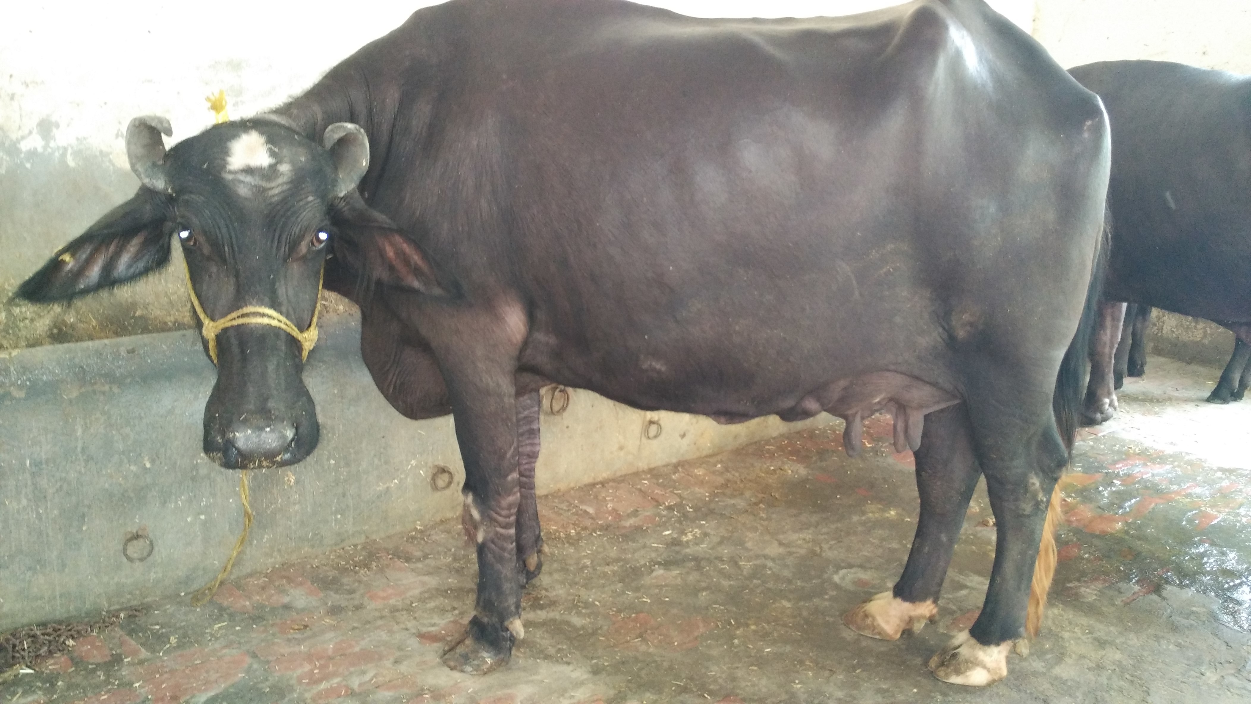 Nili Ravi Buffalo