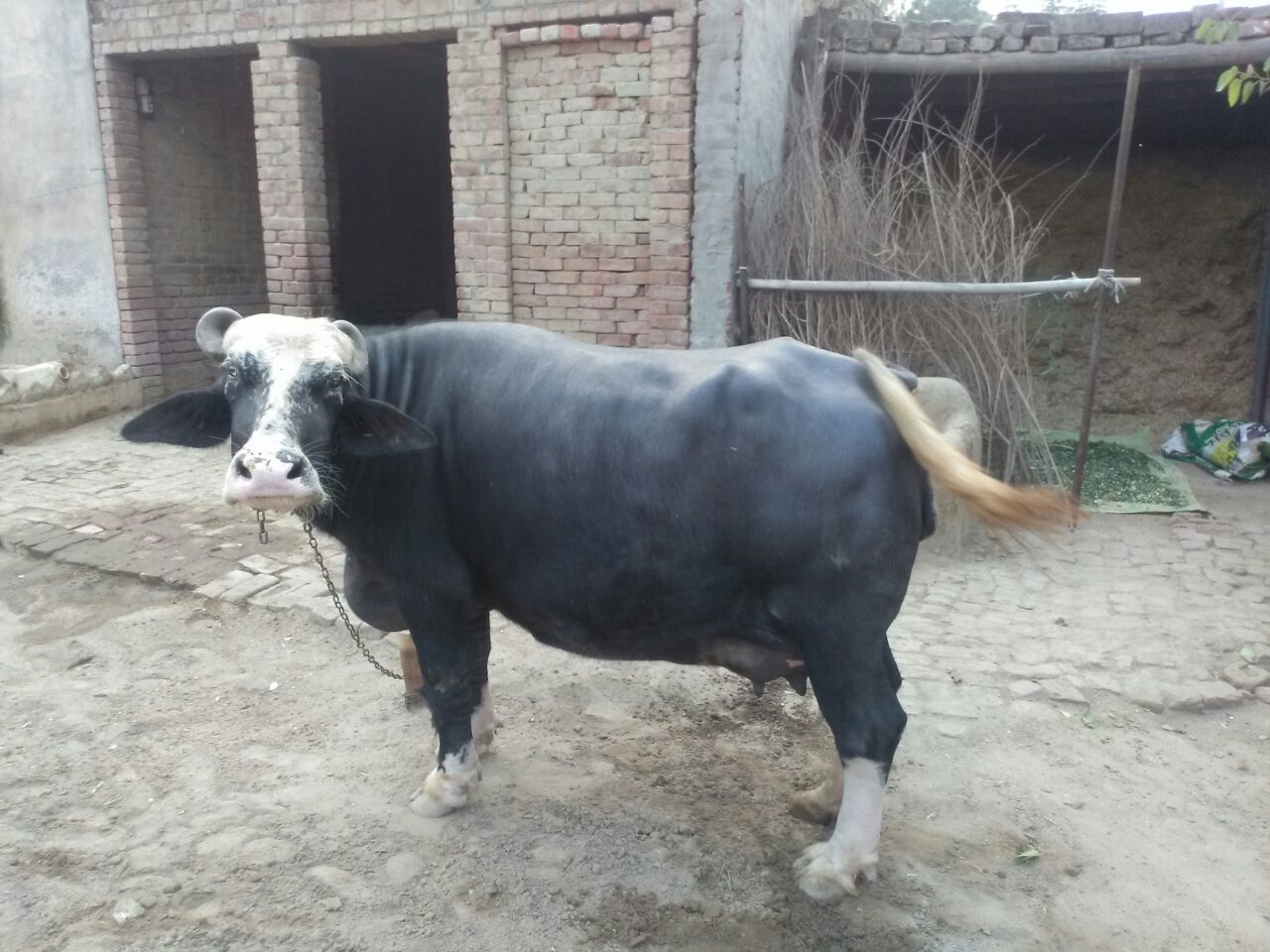 Nili Ravi Buffalo
